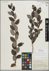 Foto von Salix myrsinifolia Salisb.